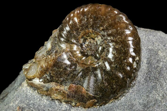 Hoploscaphites Ammonite - South Dakota #110584